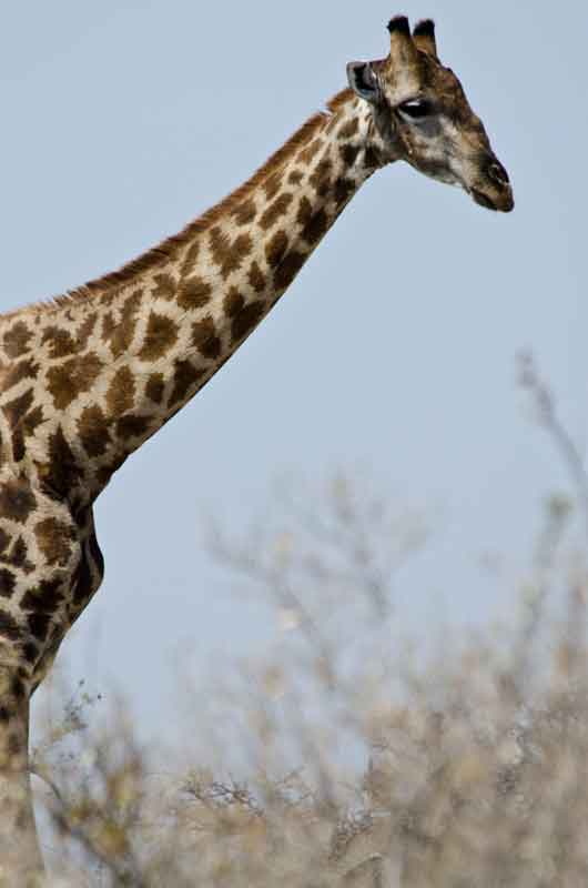128 - Namibia - jirafa - parque nacional de Etosha